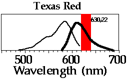 Texas Red spectral